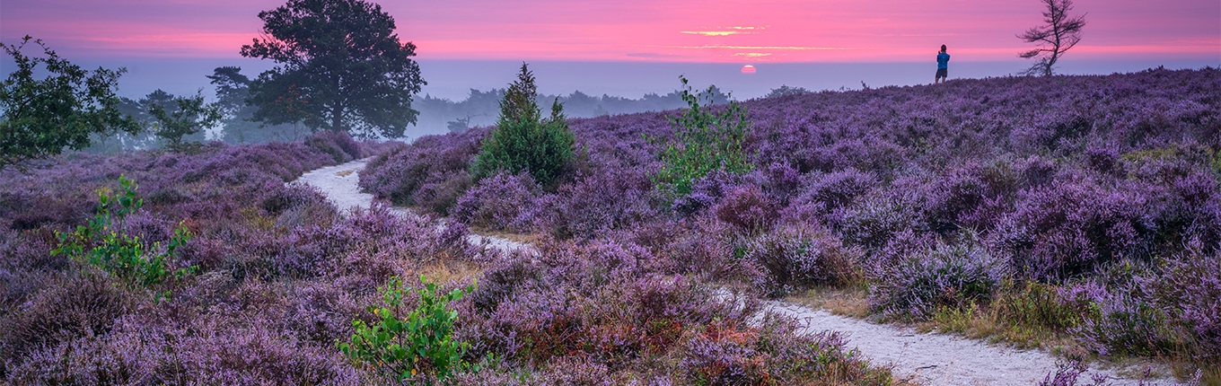 Sallandse Heuvelrug National Park Unique in Europe